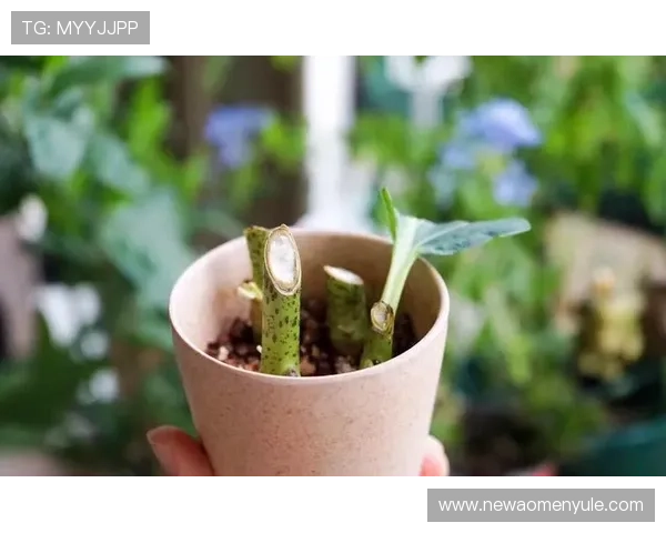 万利真人游戏app玩法攻略与新手入门指南详解